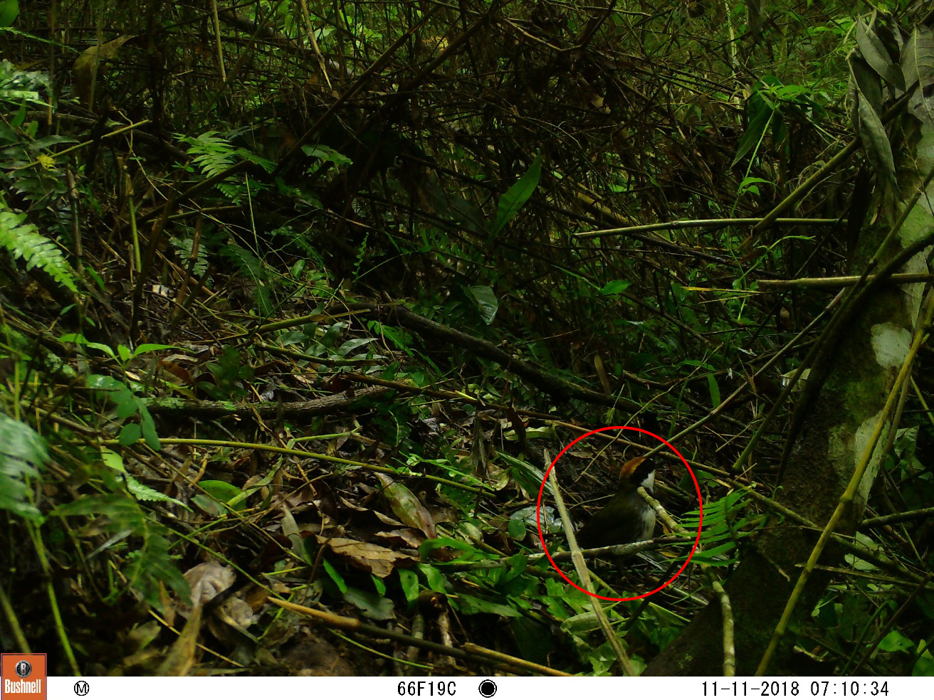 Gorrión montes collarejo (Buarremon brunneinucha)