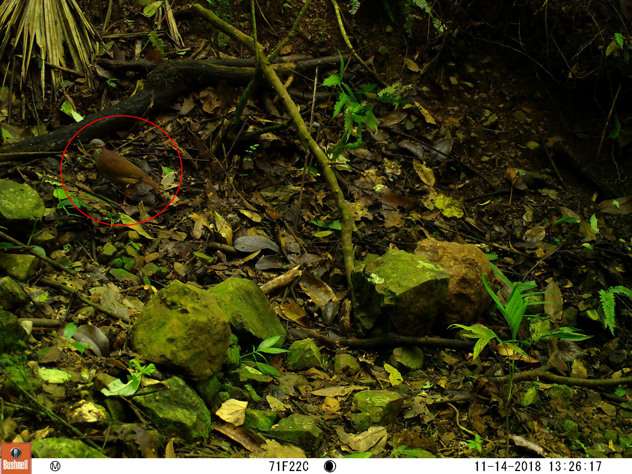 Tinamú chico (Cryptorellus soui)