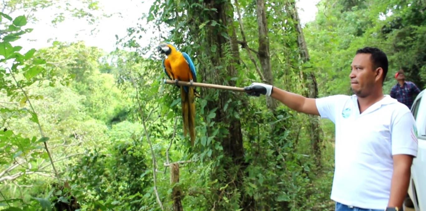 UN PROMEDIO DE 700 EJEMPLARES DE FAUNA FUERON ATENDIDOS POR LA CVC