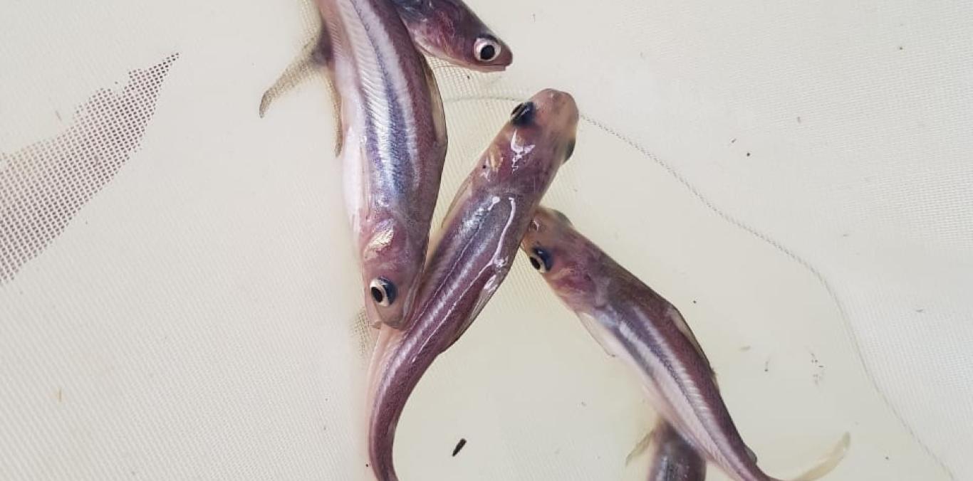 PANGASIUS O PEZ BASA, UNA AMENAZA PARA LAS ESPECIES NATIVAS DE PECES