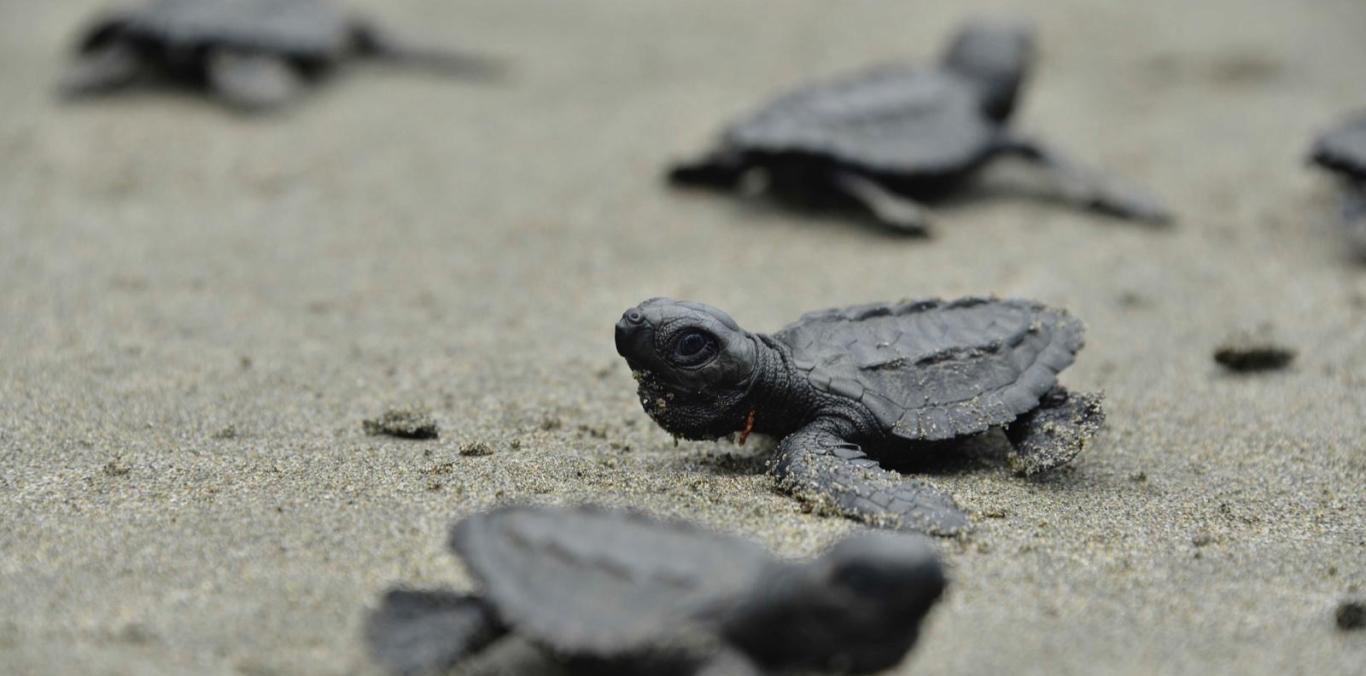 LIBERACIÓN DE NEONATOS DE TORTUGAS MARINAS Y MONITOREO DE BALLENAS EN EL PACÍFICO VALLECAUCANO
