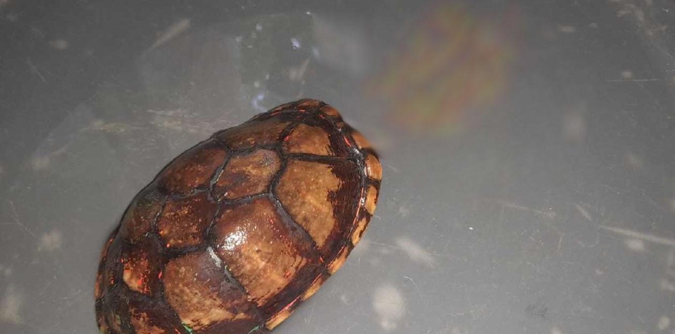 LA CVC RECIBIÓ TORTUGA SILVESTRE PINTADA CON VINILOS