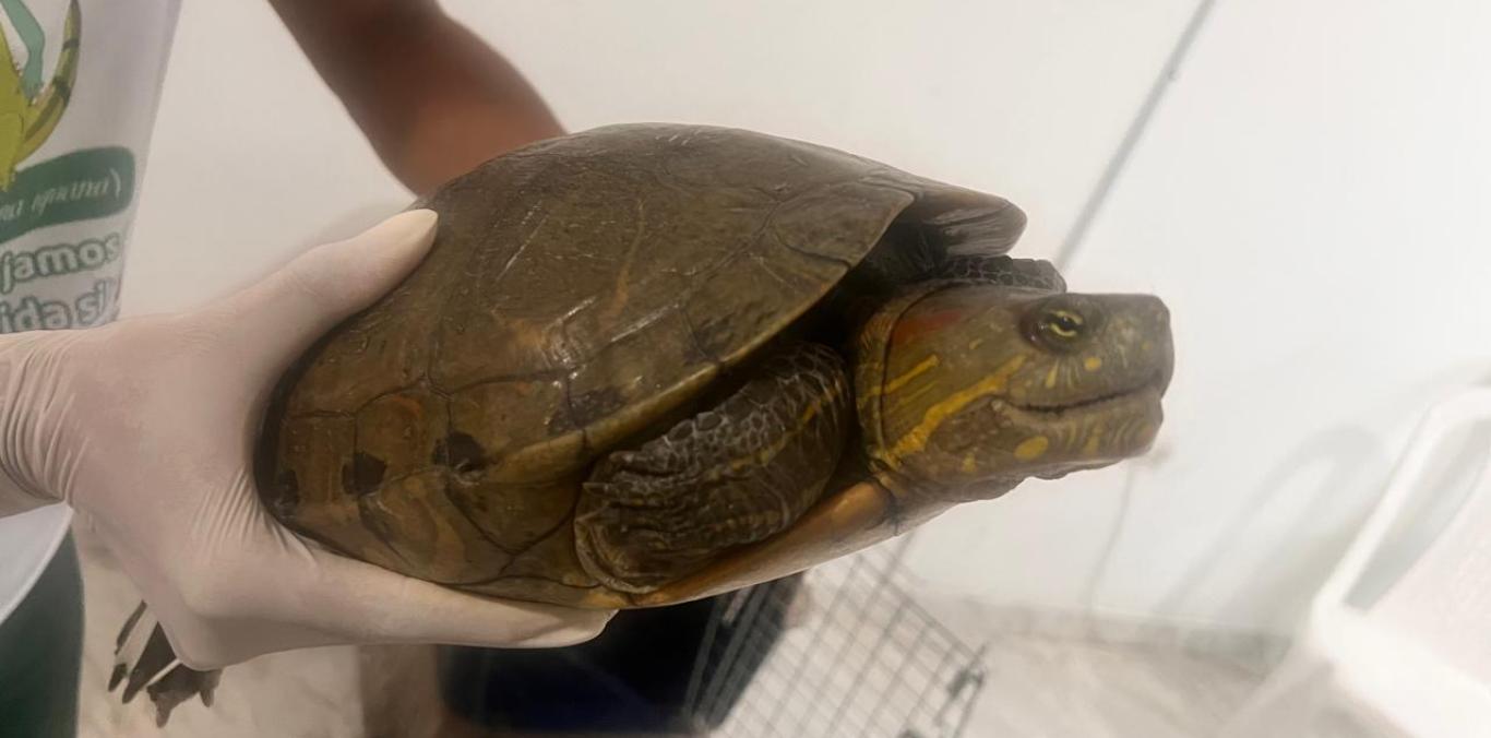 PROTEGIENDO LA BIODIVERSIDAD: CVC RESCATÓ 95 ANIMALES SILVESTRES DURANTE LA SEMANA SANTA