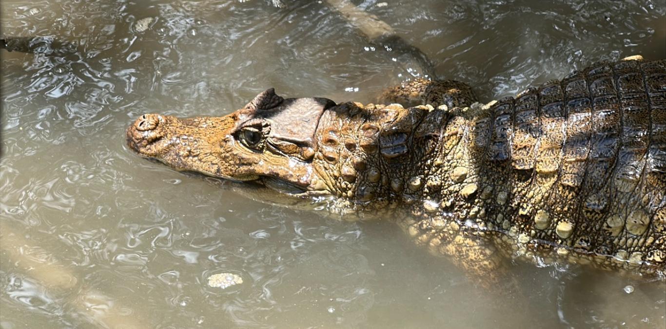 LA CVC DEVUELVE A SU HÁBITAT A TREINTA Y NUEVE ANIMALES DE LA FAUNA SILVESTRE