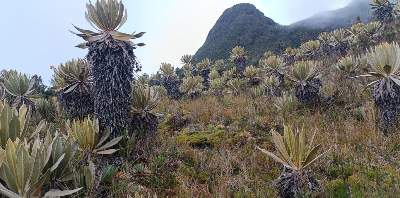 CVC IMPULSA LA GESTIÓN AMBIENTAL COMUNITARIA EN TRES ÁREAS PROTEGIDAS VALLECAUCANAS