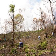 LA CVC LIDERÓ LA SIEMBRA DE  UN CENTENAR DE ÁRBOLES EN CERRO DE DAPA