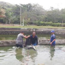 PIRARUCÚ DE PISCICULTURA DEBERÁ SER TRASLADADO