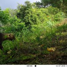 CÁMARAS TRAMPA REVELAN LA RIQUEZA DE LA FAUNA EN LA RESERVA NIRVANA