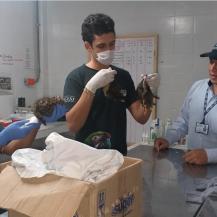 CVC Y POLICÍA RESCATAN A UN TIGRILLO Y CUATRO ZARIGUEYAS BEBÉS EN EL ÁGUILA Y CARTAGO