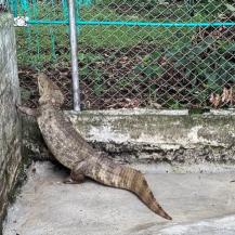 CVC RESCATA BABILLA DE 38 KILOGRAMOS CERCA AL PARQUE DE LA SALUD EN CARTAGO