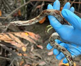 SE LIBERARON SIETE BOAS Y CUATRO TORTUGAS EN EL PACÍFICO VALLECAUCANO