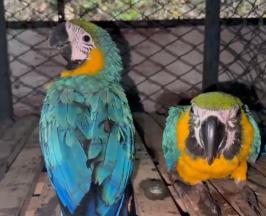 ¡DE “PASEO” ILEGAL A UN HOGAR DE ESPERANZA! LA HISTORIA DE DOS GUACAMAYAS EN EL CENTRO DEL VALLE