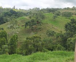 GANADEROS DEL MUNICIPIO DE DAGUA PODRÁN OBTENER MATERIAL FORESTAL DE LA CVC