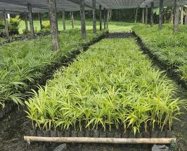 CVC ENTREGARÁ 110.000 PALMAS VIVAS EN TODO EL VALLE DEL CAUCA DURANTE SEMANA SANTA 