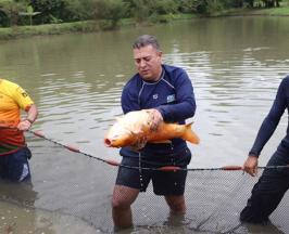 RÍOS Y HUMEDALES DEL VALLE YA HAN SIDO REPOBLADOS CON 4 MILLONES DE PECES DESDE EL 2020
