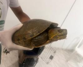 PROTEGIENDO LA BIODIVERSIDAD: CVC RESCATÓ 95 ANIMALES SILVESTRES DURANTE LA SEMANA SANTA