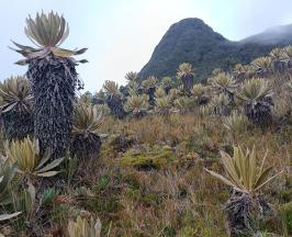 CVC IMPULSA LA GESTIÓN AMBIENTAL COMUNITARIA EN TRES ÁREAS PROTEGIDAS VALLECAUCANAS