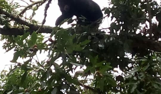 REPORTAN PRESENCIA DE OSOS EN ZONA ALTA DE FLORIDA 