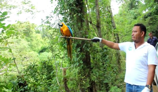 UN PROMEDIO DE 700 EJEMPLARES DE FAUNA FUERON ATENDIDOS POR LA CVC