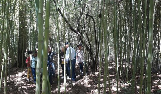 HABITANTES DE ZONA RURAL EN FLORIDA APROVECHAN ADECUADAMENTE LA GUADUA 