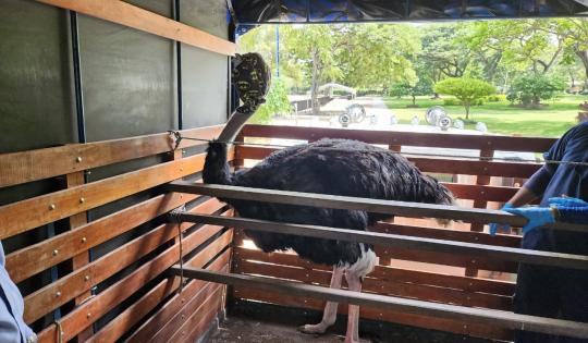 DECOMISAN AVESTRUZ EN ESTABLECIMIENTO DE PALMASECA