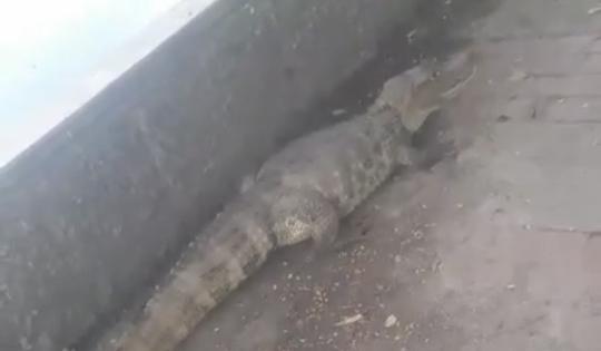 LA CVC ALERTA SOBRE MANIPULACIÓN INDEBIDA DE BABILLA EN EL LAGO CHILICOTE