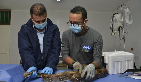 EN 2024 LAS CORPORACIONES AUTÓNOMAS REGIONALES DE COLOMBIA ATENDIERON MÁS DE 39 MIL ANIMALES SILVESTRES