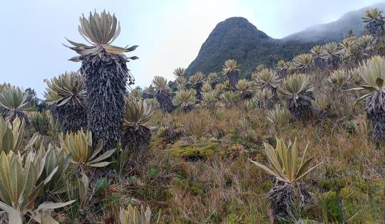 CVC IMPULSA LA GESTIÓN AMBIENTAL COMUNITARIA EN TRES ÁREAS PROTEGIDAS VALLECAUCANAS